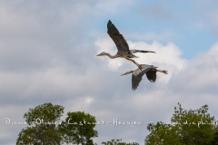 Grand héron bleu, (ardea, herodias) - îles Galapagos