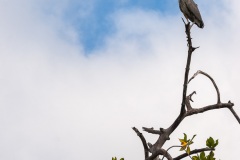 Grand héron bleu, (ardea, herodias) - îles Galapagos