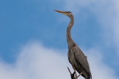 Grand héron bleu, (ardea, herodias) - îles Galapagos