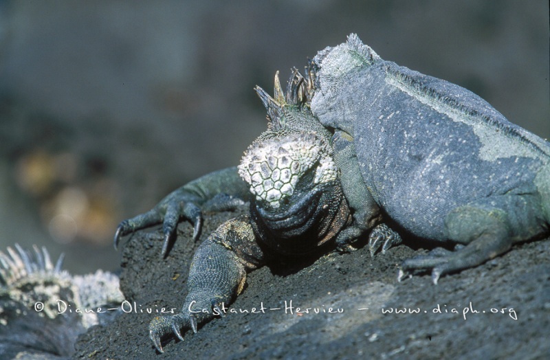 IGUANES MARINS (AMBLYRHYNCHUS CRISTATUS)