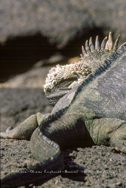 IGUANES MARINS (AMBLYRHYNCHUS CRISTATUS)