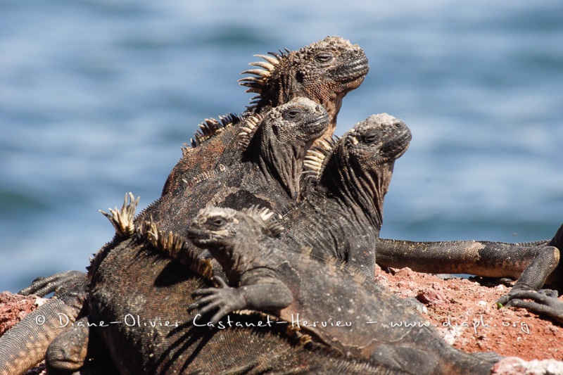 guanes marins (Amblyrhynchus cristatus)