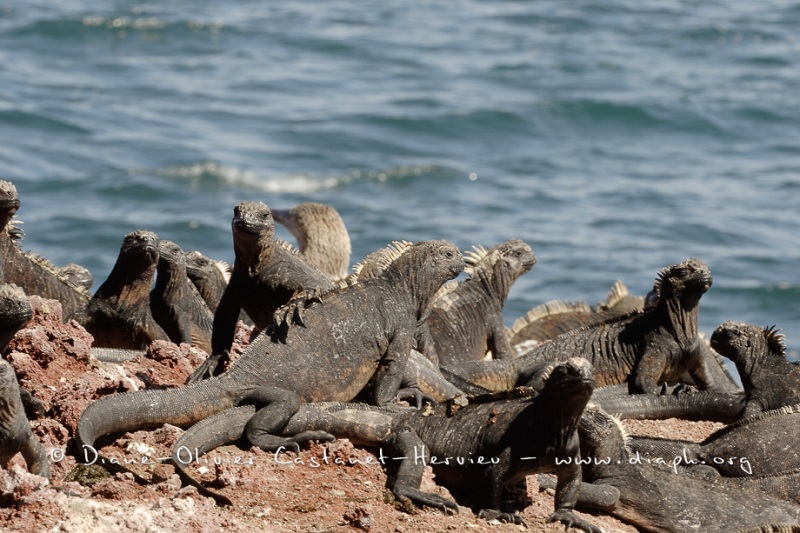 guanes marins (Amblyrhynchus cristatus)