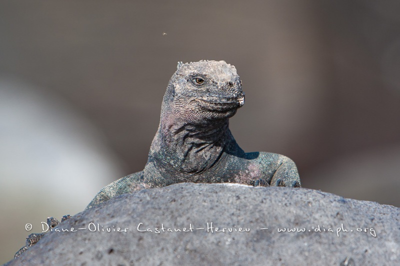 Iguanes marins (Amblyrhynchus cristatus) - île de Española -Galapagos