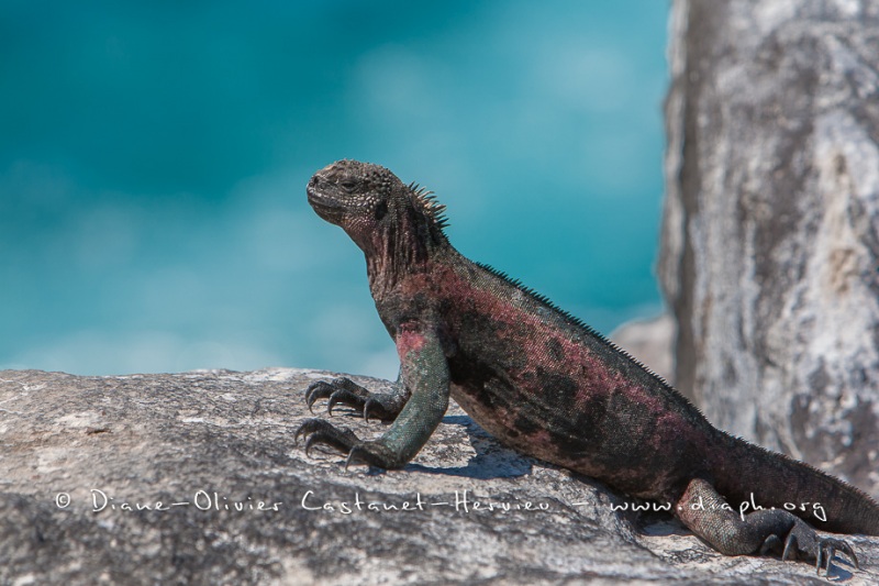 Iguanes marins (Amblyrhynchus cristatus) - île de Española -Galapagos