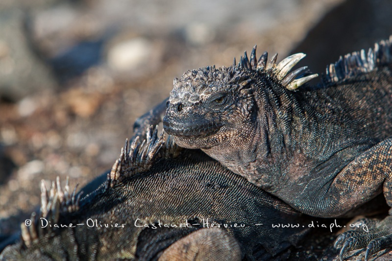 Iguanes marins (Amblyrhynchus cristatus) - île de Santiago-Galapagos