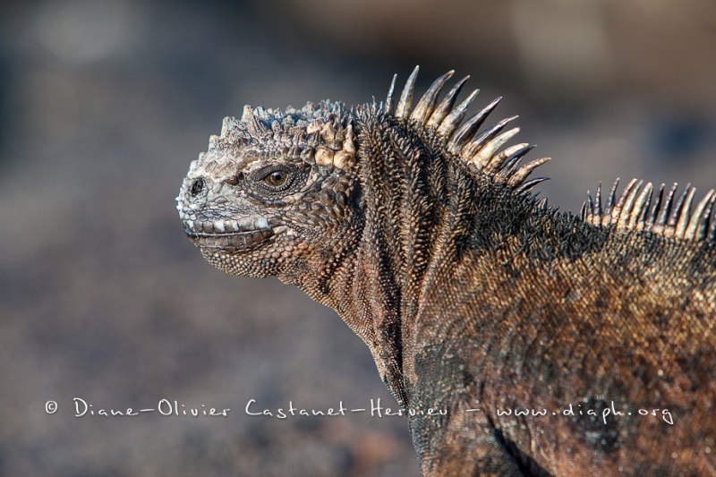 Iguanes marins (Amblyrhynchus cristatus) - île de Santiago-Galapagos