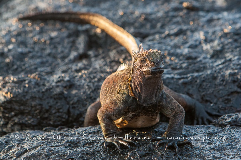 Iguanes marins (Amblyrhynchus cristatus) - île de Santiago-Galapagos