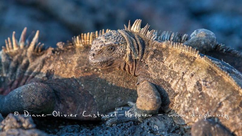 Iguanes marins (Amblyrhynchus cristatus) - île de Santiago-Galapagos