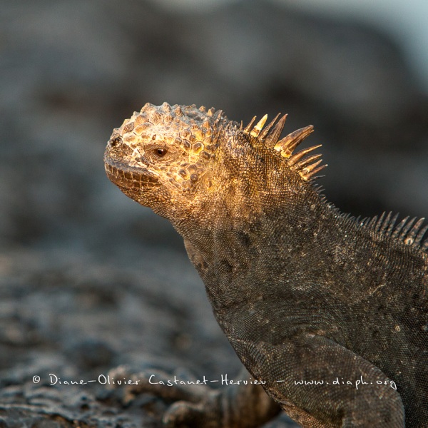 Iguanes marins (Amblyrhynchus cristatus) - île de Santiago-Galapagos