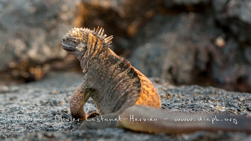 Iguanes marins (Amblyrhynchus cristatus) - île de Santiago-Galapagos