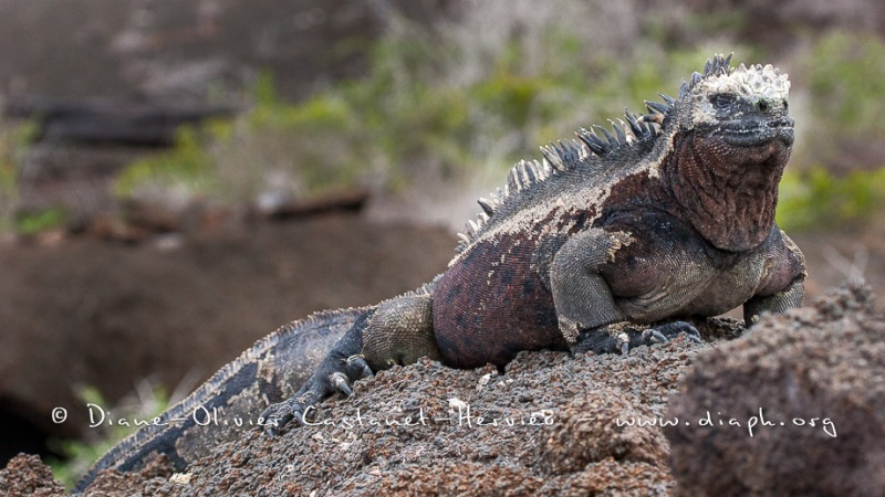 Iguanes marins (Amblyrhynchus cristatus) - île de Isabela  - Galapagos