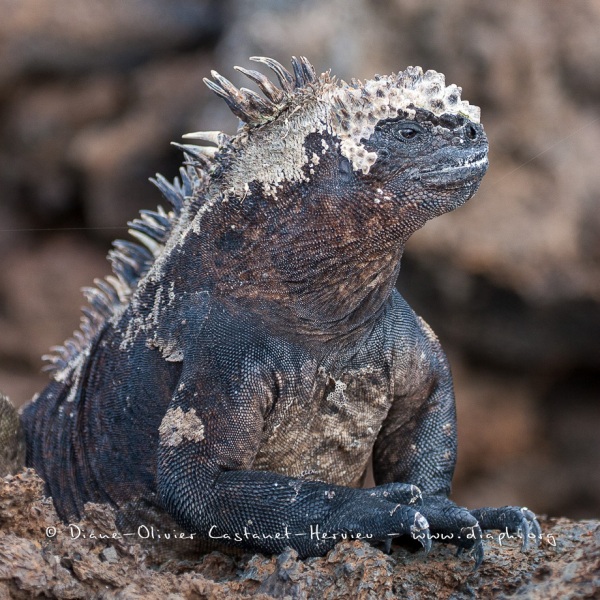 Iguanes marins (Amblyrhynchus cristatus) - île de Isabela  - Galapagos