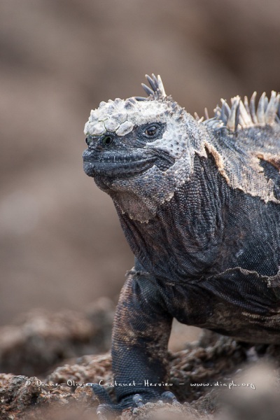 Iguanes marins (Amblyrhynchus cristatus) - île de Isabela  - Galapagos