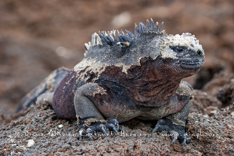 Iguanes marins (Amblyrhynchus cristatus) - île de Isabela  - Galapagos