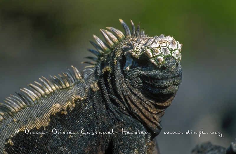 Iguanes marins (Amblyrhynchus cristatus)