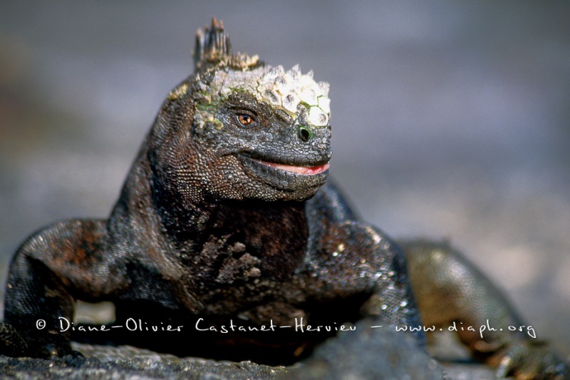 Iguanes marins (Amblyrhynchus cristatus)