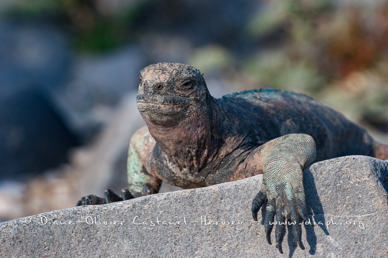 Iguanes marins (Amblyrhynchus cristatus) - île de Española - Galapagos