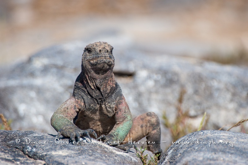 Iguanes marins (Amblyrhynchus cristatus) - île de Española -Galapagos