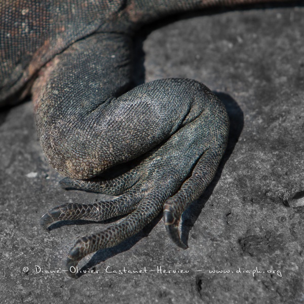 Iguanes marins (Amblyrhynchus cristatus) - île de Española -Galapagos