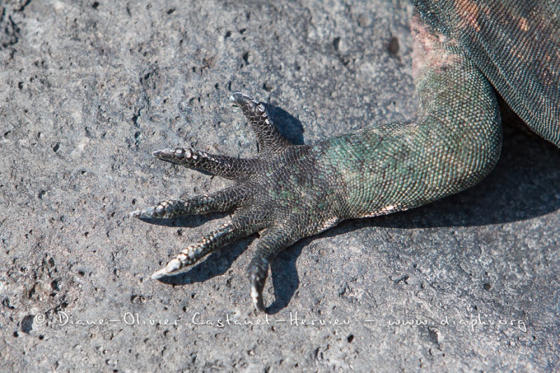 Iguanes marins (Amblyrhynchus cristatus) - île de Española -Galapagos