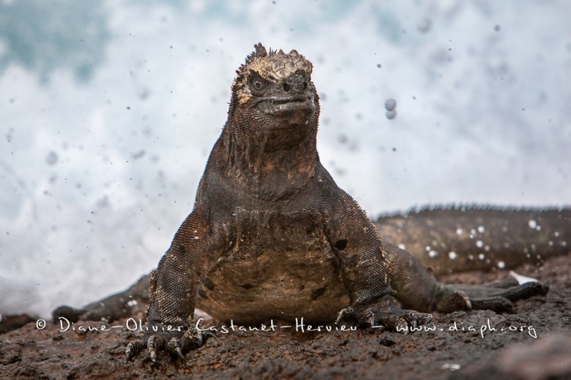 Iguanes marins (Amblyrhynchus cristatus) - île de Isabela  - Galapagos