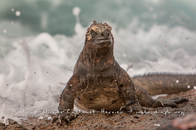 Iguanes marins (Amblyrhynchus cristatus) - île de Isabela  - Galapagos