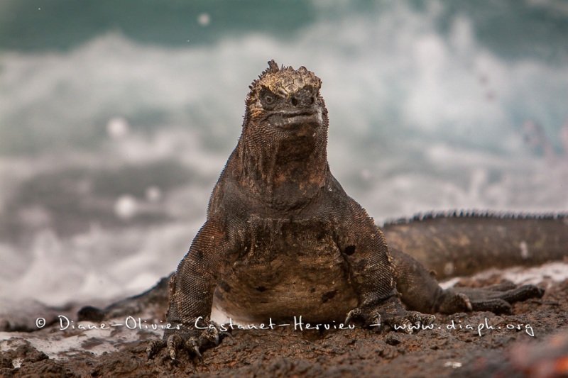 Iguanes marins (Amblyrhynchus cristatus) - île de Isabela  - Galapagos