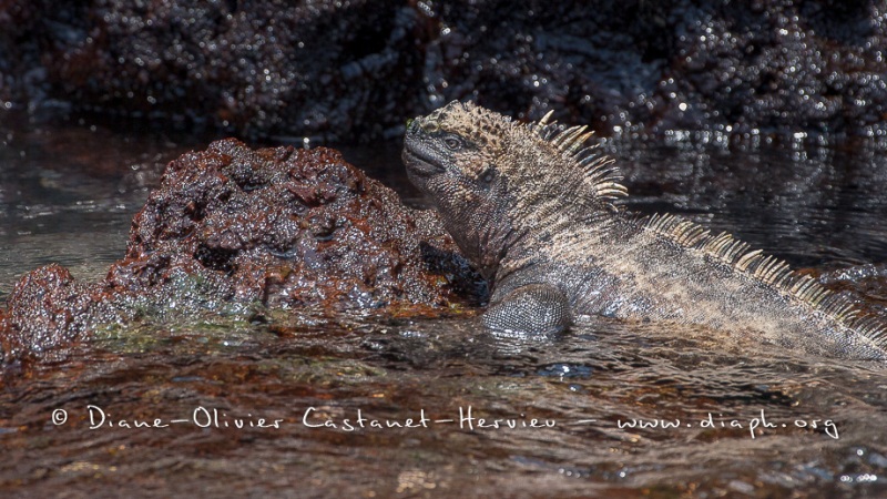 Iguanes marins (Amblyrhynchus cristatus) - île de Isabela-Galapagos