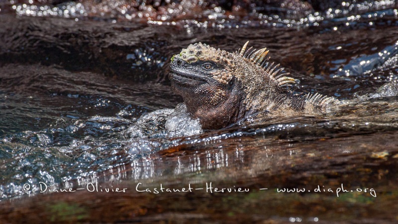 Iguanes marins (Amblyrhynchus cristatus) - île de Isabela-Galapagos