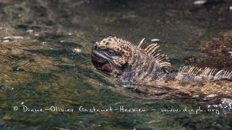 Iguanes marins (Amblyrhynchus cristatus) - île de Isabela-Galapagos