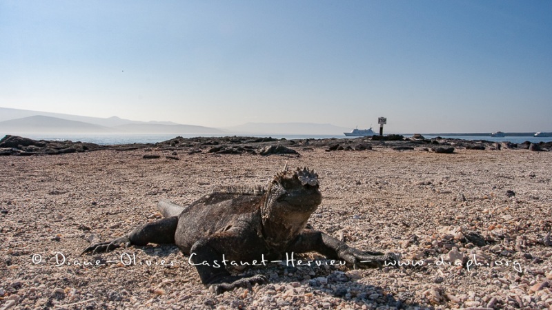 Iguanes marins (Amblyrhynchus cristatus) - île de Fernandina - Galapagos