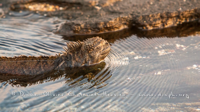 Iguanes marins (Amblyrhynchus cristatus) - île de Santiago-Galapagos