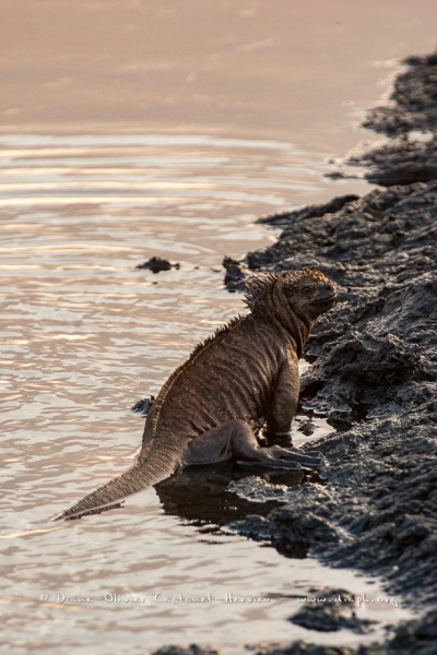 Iguanes marins (Amblyrhynchus cristatus) - île de Santiago-Galapagos