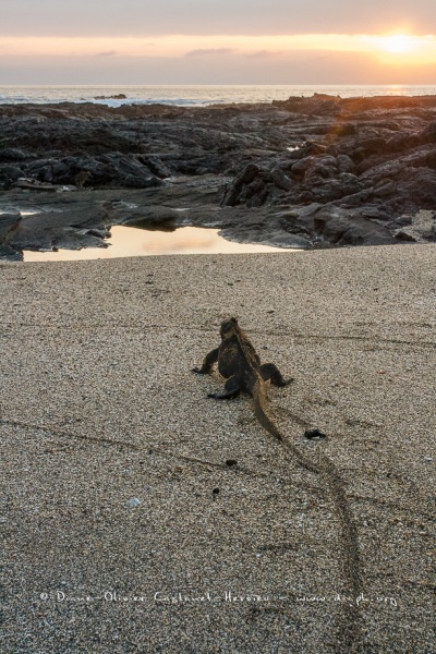 Iguanes marins (Amblyrhynchus cristatus) - île de Santiago-Galapagos