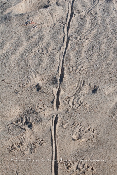 Traces d'Iguane Marins sur une plage des Galapgos