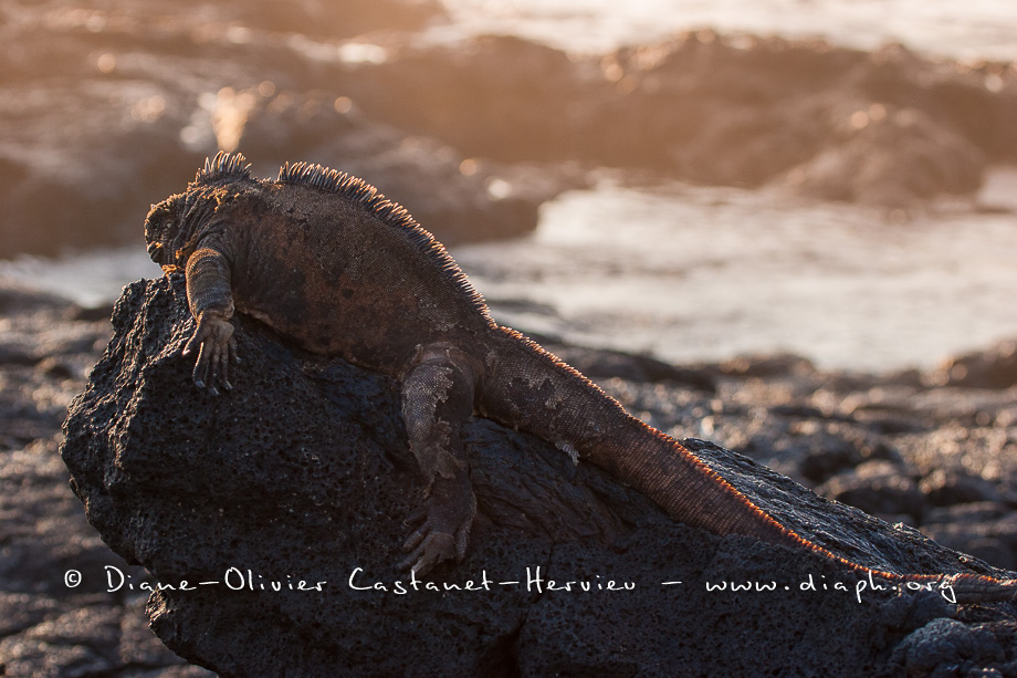Iguanes marins (Amblyrhynchus cristatus) - île de Santiago-Galapagos
