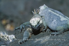 IGUANES MARINS (AMBLYRHYNCHUS CRISTATUS)