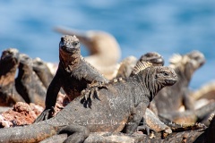 guanes marins (Amblyrhynchus cristatus)