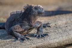 Iguanes marins (Amblyrhynchus cristatus) - île de Santiago-Galapagos