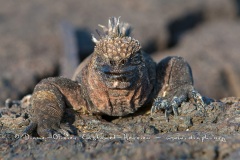 Iguanes marins (Amblyrhynchus cristatus) - île de Santiago-Galapagos