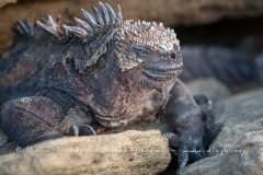 Iguanes marins (Amblyrhynchus cristatus) - île de Santiago-Galapagos