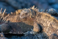 Iguanes marins (Amblyrhynchus cristatus) - île de Santiago-Galapagos