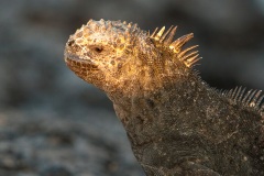 Iguanes marins (Amblyrhynchus cristatus) - île de Santiago-Galapagos