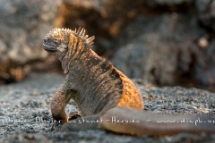 Iguanes marins (Amblyrhynchus cristatus) - île de Santiago-Galapagos