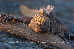 Iguanes marins (Amblyrhynchus cristatus) - île de Santiago-Galapagos