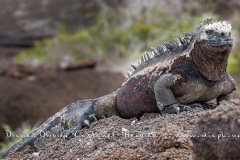 Iguanes marins (Amblyrhynchus cristatus) - île de Isabela  - Galapagos