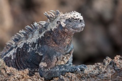 Iguanes marins (Amblyrhynchus cristatus) - île de Isabela  - Galapagos