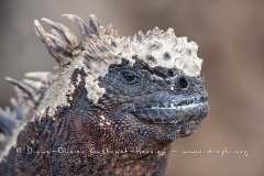 Iguanes marins (Amblyrhynchus cristatus) - île de Isabela  - Galapagos