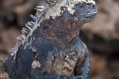 Iguanes marins (Amblyrhynchus cristatus) - île de Isabela  - Galapagos